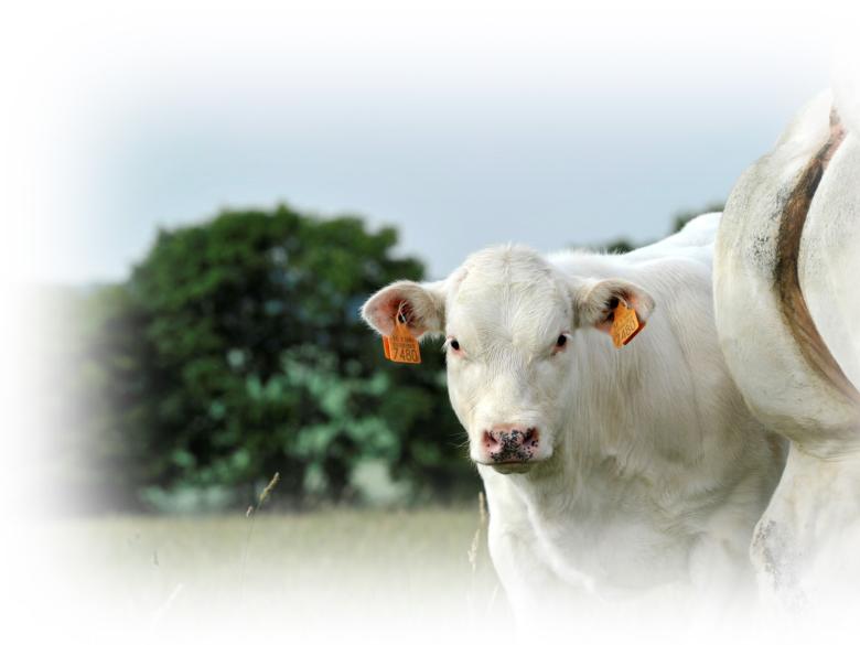 Image d'un veau B-BB