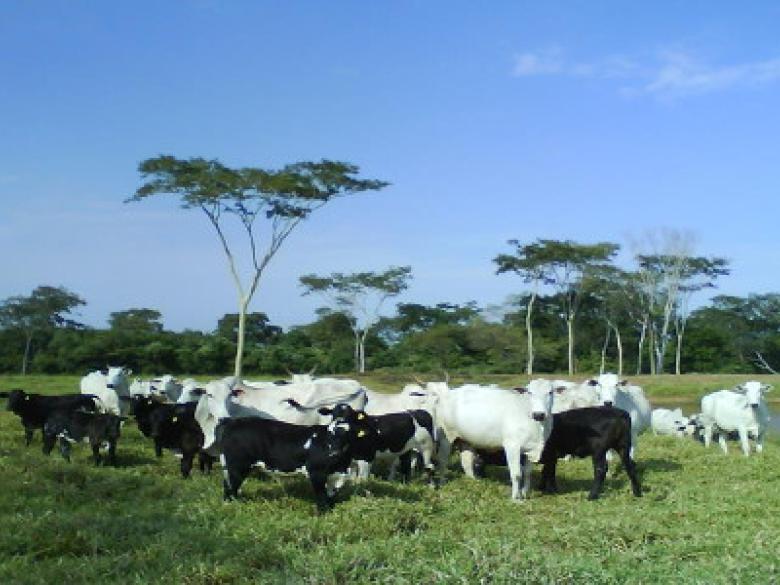 Brésil - Croisés BBB X Nelore