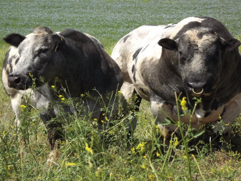 Canada - Vache et taureau de race pure