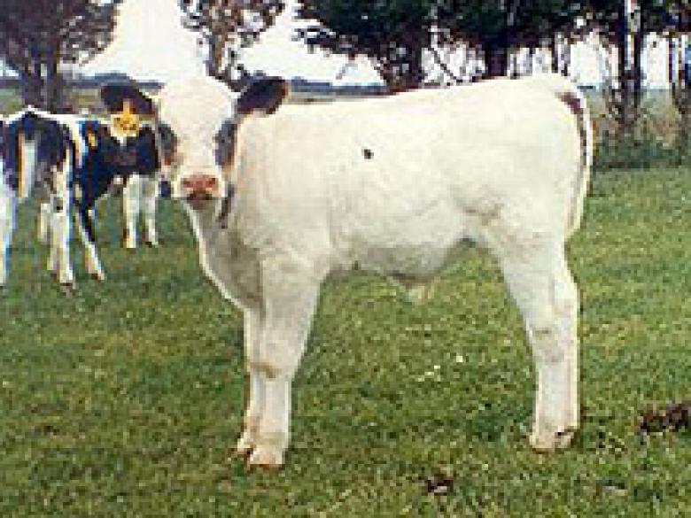 [ BBB X Holstein Frisonne ] Grande-Bretagne