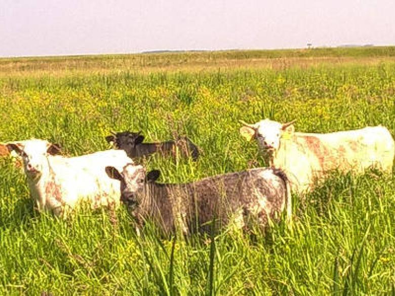 Hongrie - Elevage BBB