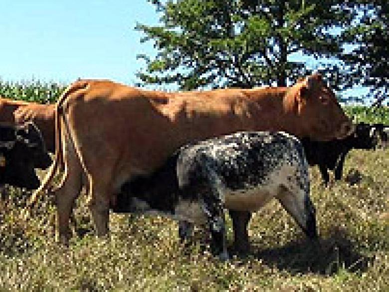 [ BBB X South Devon ] USA