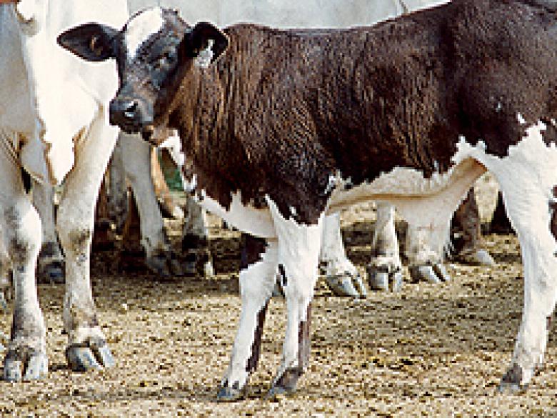 [ BBB X Brahman ] Mexique