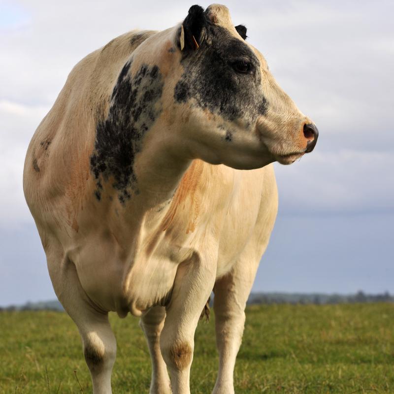 Une Blanc-Bleu en prairie